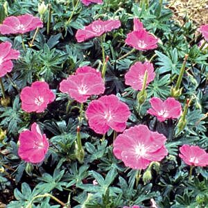 BLOODY CRANESBILL (GERANIUM SANGUINEUM)