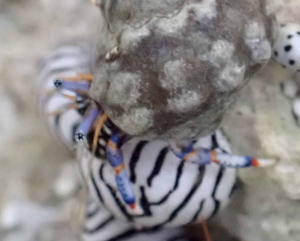Blue Leg Hermit Crab