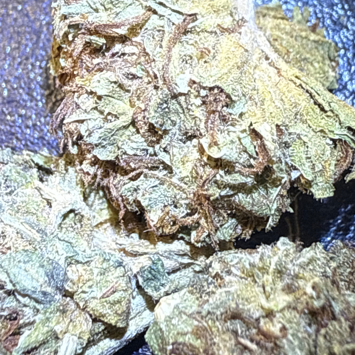 Banana Punch Greenhouse