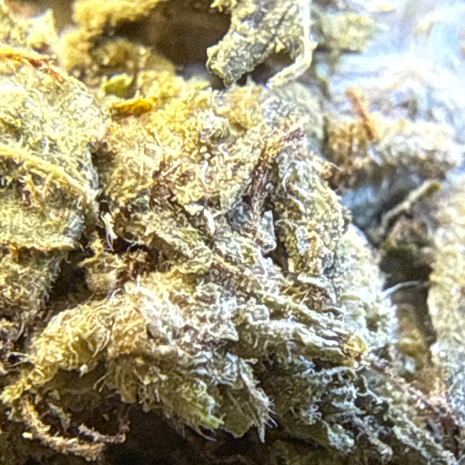 Banana Punch Greenhouse
