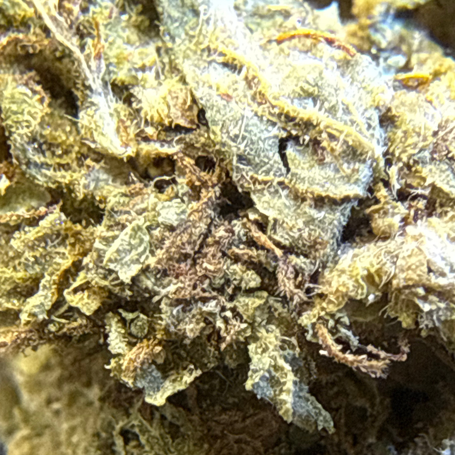 Banana Punch Greenhouse