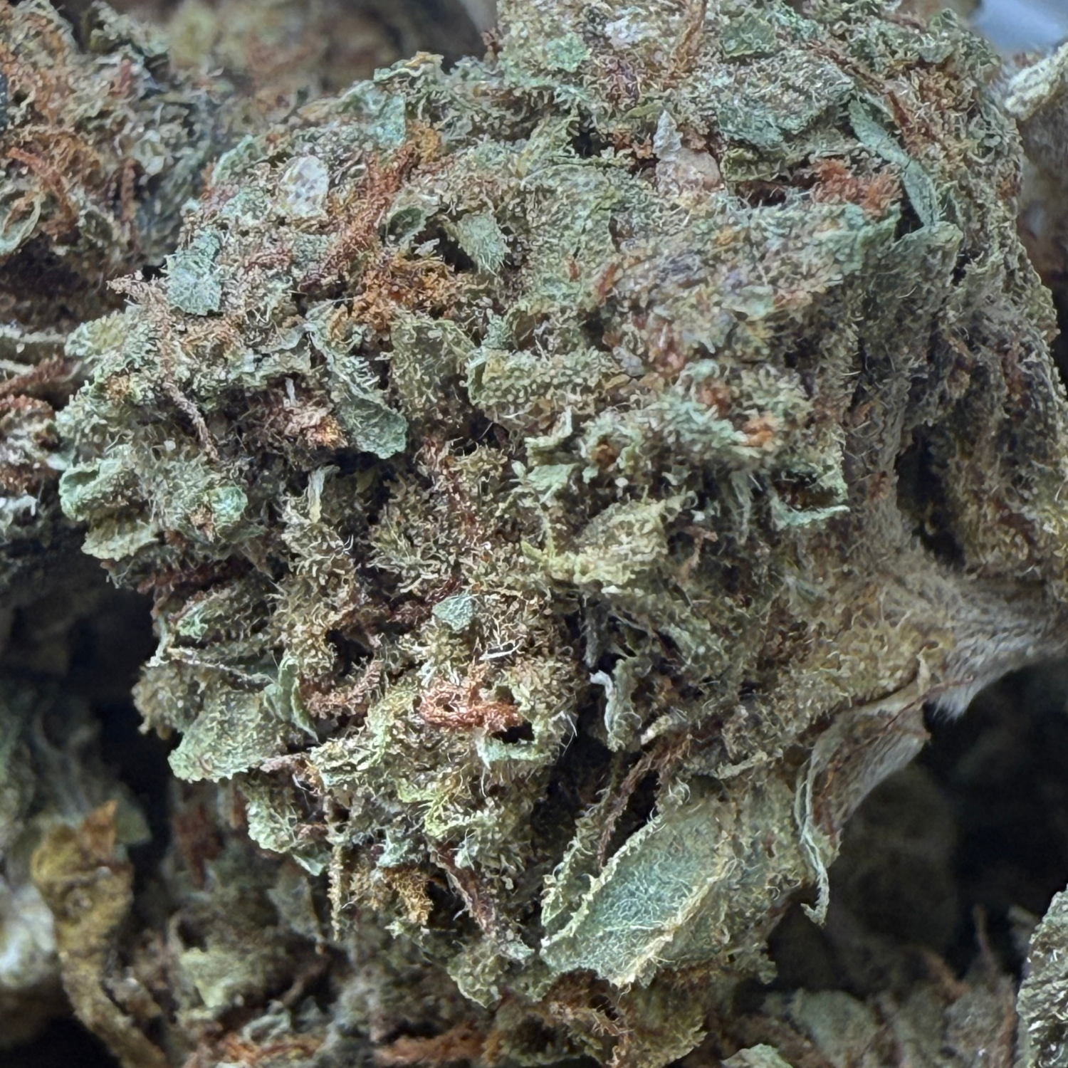 Banana Punch Greenhouse