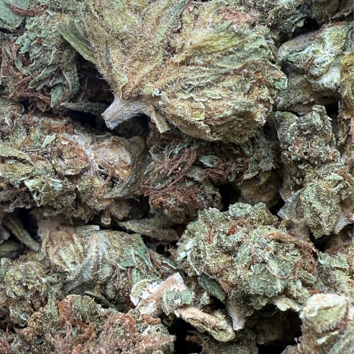 Banana Punch Greenhouse
