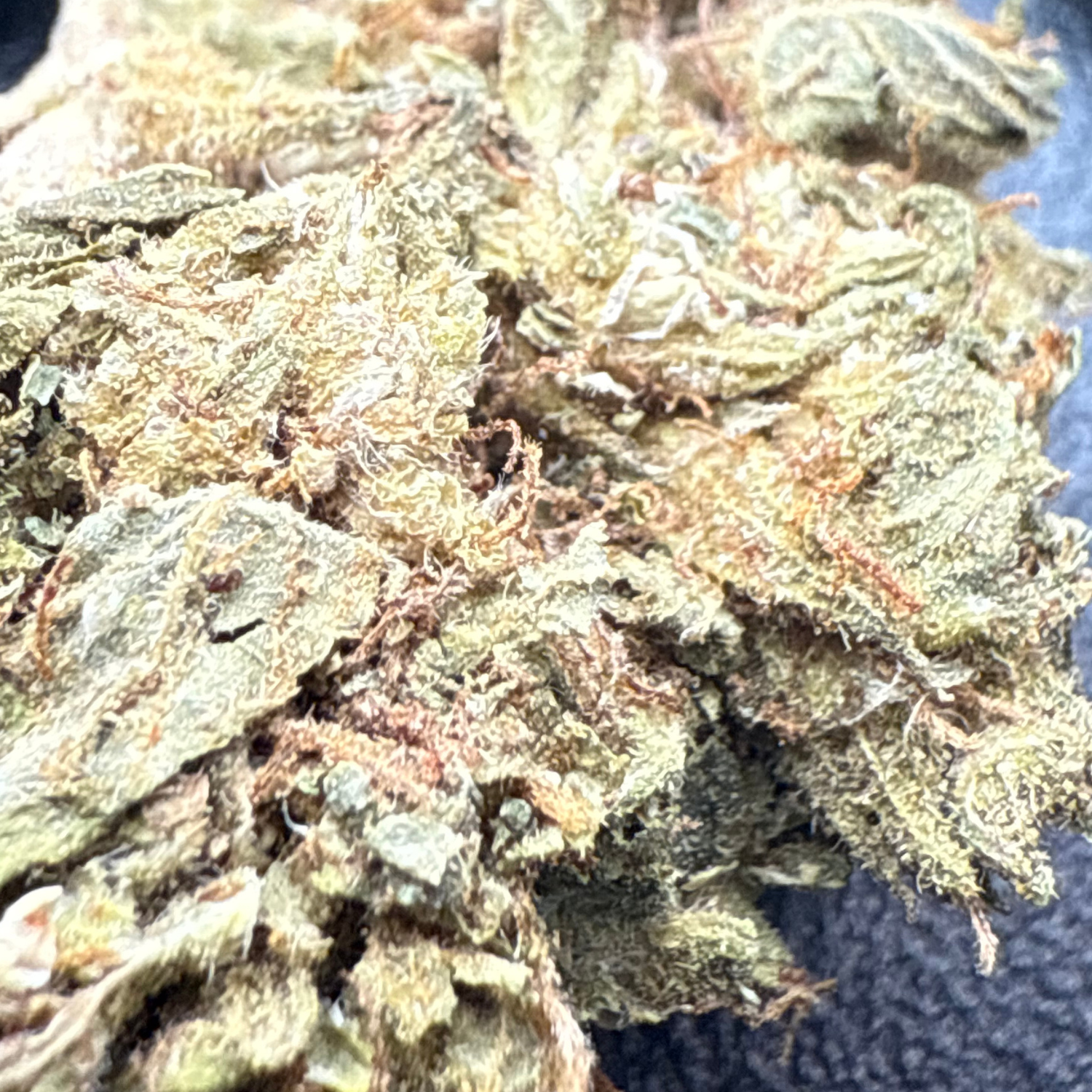 Banana Punch Greenhouse