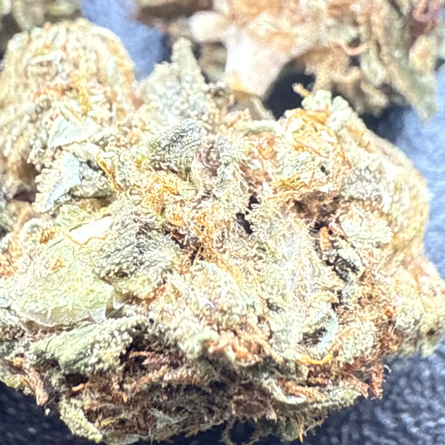 Banana Punch Greenhouse