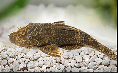 Bristlenose Pleco