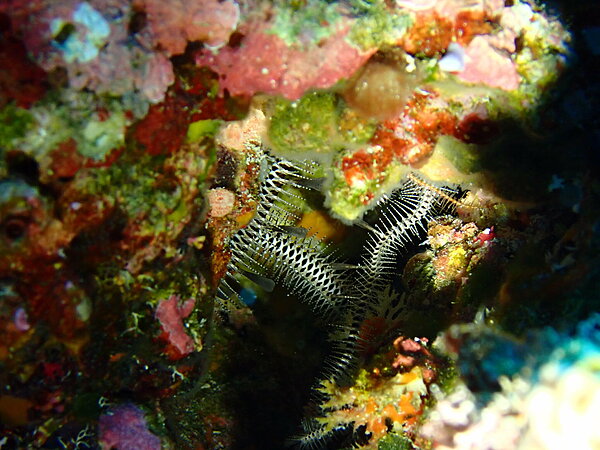 Brittle Star Asst