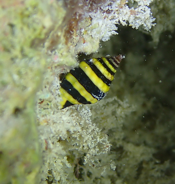 Bumble Bee Snail SW