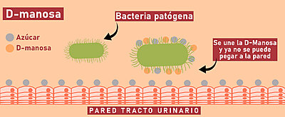 Vitaminas para el tracto Urinario Vitaminas para el tracto Urinario