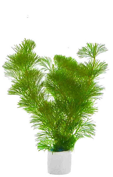 Carolina Fanwort Bunch