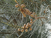 savukku | Casuarina Tree (சவுக்கு)