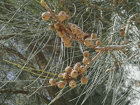 savukku | Casuarina Tree (சவுக்கு)