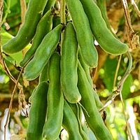 POONAIKALI  BLACK | பூனைக்காலி - கருப்பு