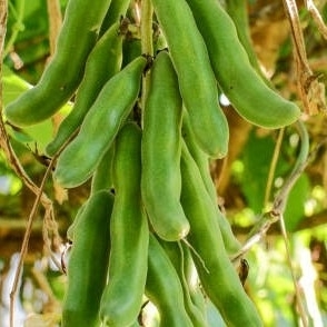 POONAIKALI  BLACK | பூனைக்காலி - கருப்பு