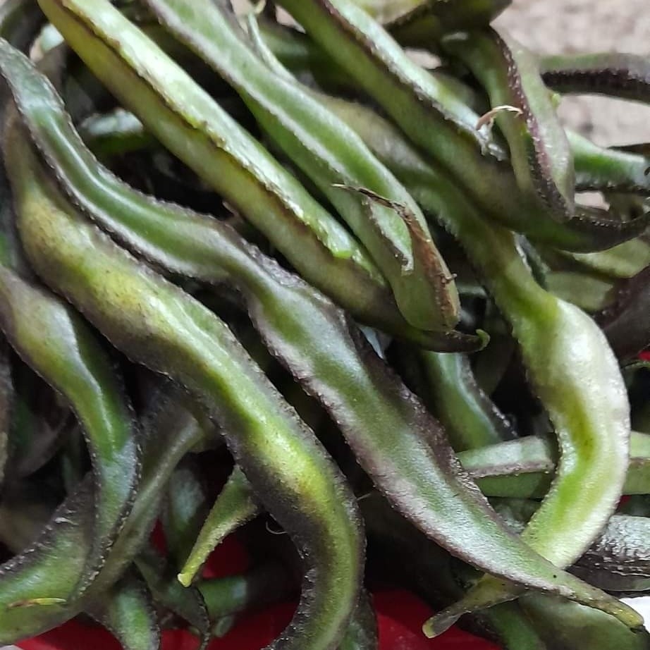 Sedi Kolii Avarai | செடி கோழி அவரை