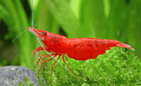 Cherry Shrimp — Pack of 10