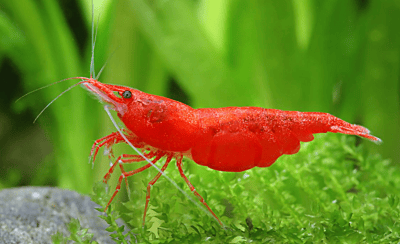 Cherry Shrimp — Pack of 10