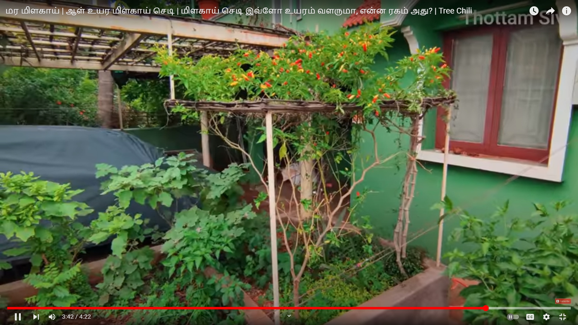Tree Chilly | மர மிளகாய்