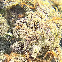 Cherry Pie Indoor Hidropónica