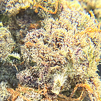 Cherry Pie Indoor Hidropónica