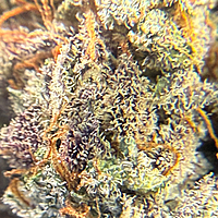 Cherry Pie Indoor Hidropónica