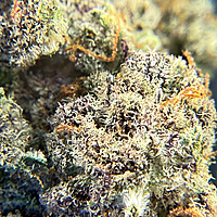 Cherry Pie Indoor Hidropónica