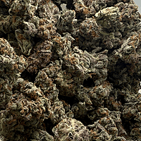Cherry Pie Indoor Hidropónica