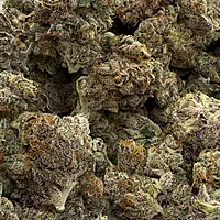 Cherry Pie Indoor Hidropónica