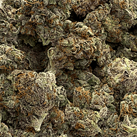 Cherry Pie Indoor Hidropónica