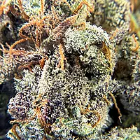 Cherry Pie Indoor Hidropónica