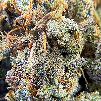 Cherry Pie Indoor Hidropónica