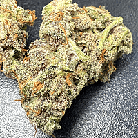 Cherry Pie Indoor Hidropónica