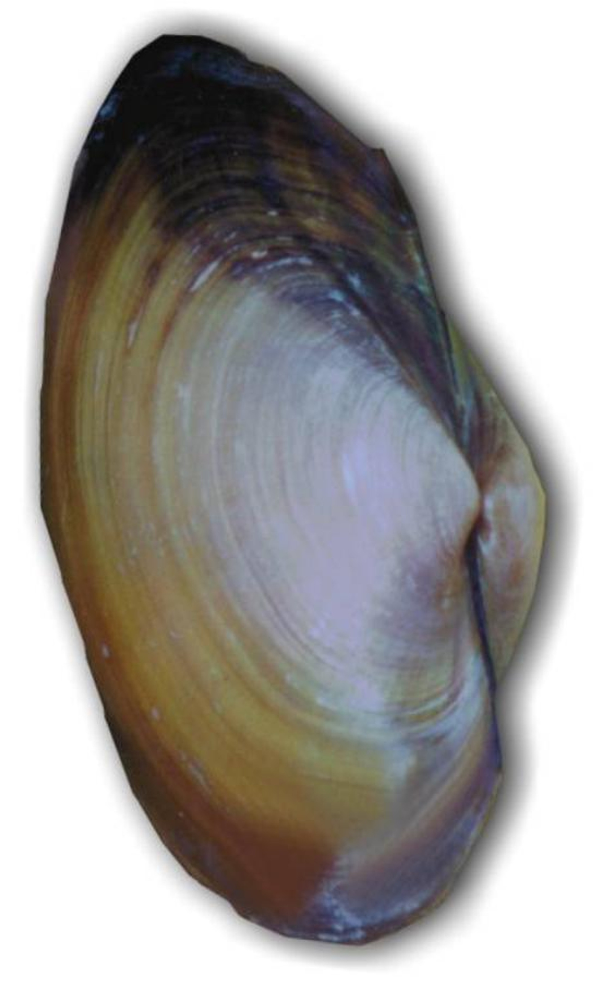 Biology Materials Kit (no microscope and no scale)