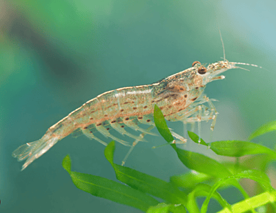 Cleaner Shrimp