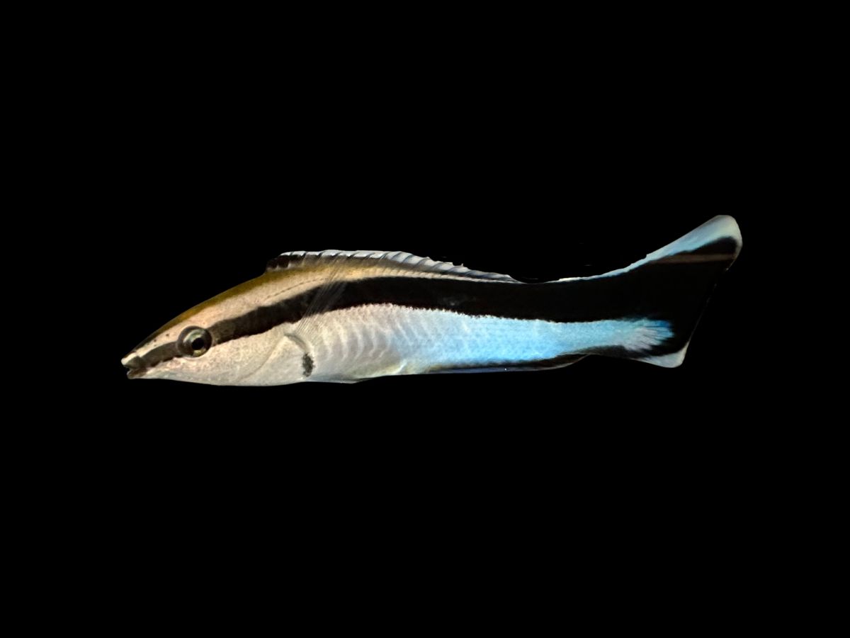 Cleaner Wrasse