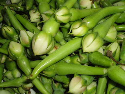 Green  Mookuththi Avarai  ( Clove Beans )