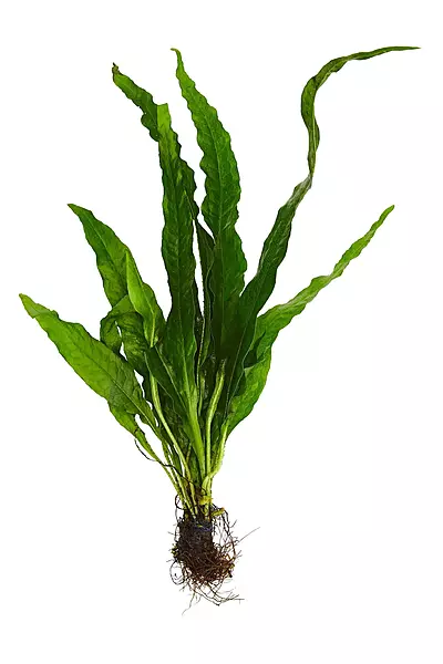 Java Fern Bunch