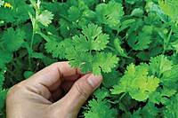CORIANDER SEED ( KOTHAMALLI )