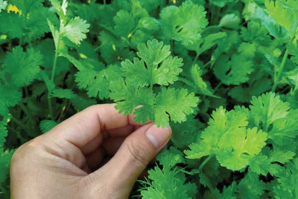 CORIANDER SEED ( KOTHAMALLI )
