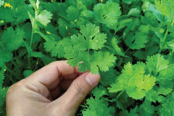 CORIANDER SEED ( KOTHAMALLI )