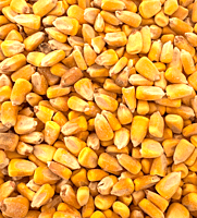 Whole Corn.