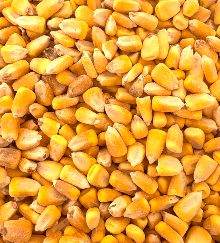 Whole Corn.