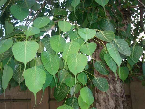 Arasa Maram | Pipal Tree (அரசமரம்)