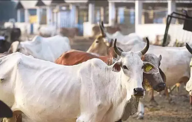Stray Cow Feeding Seva in Govardhan (Monthly Support)