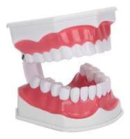 Tipodonto Craneomex c/cavidades