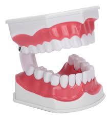 Tipodonto Craneomex c/cavidades