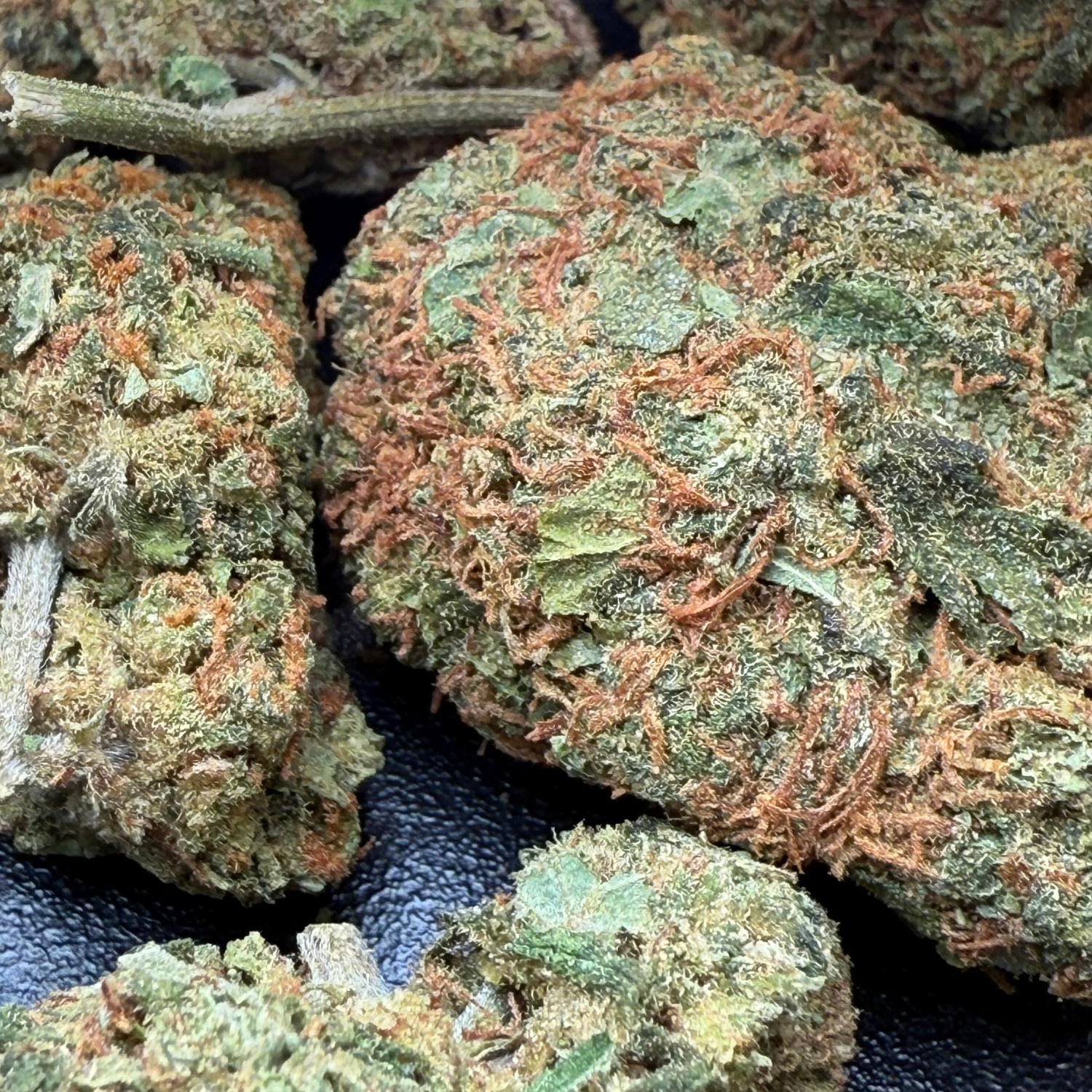 Critical Cheese Greenhouse Edición Mundialista
