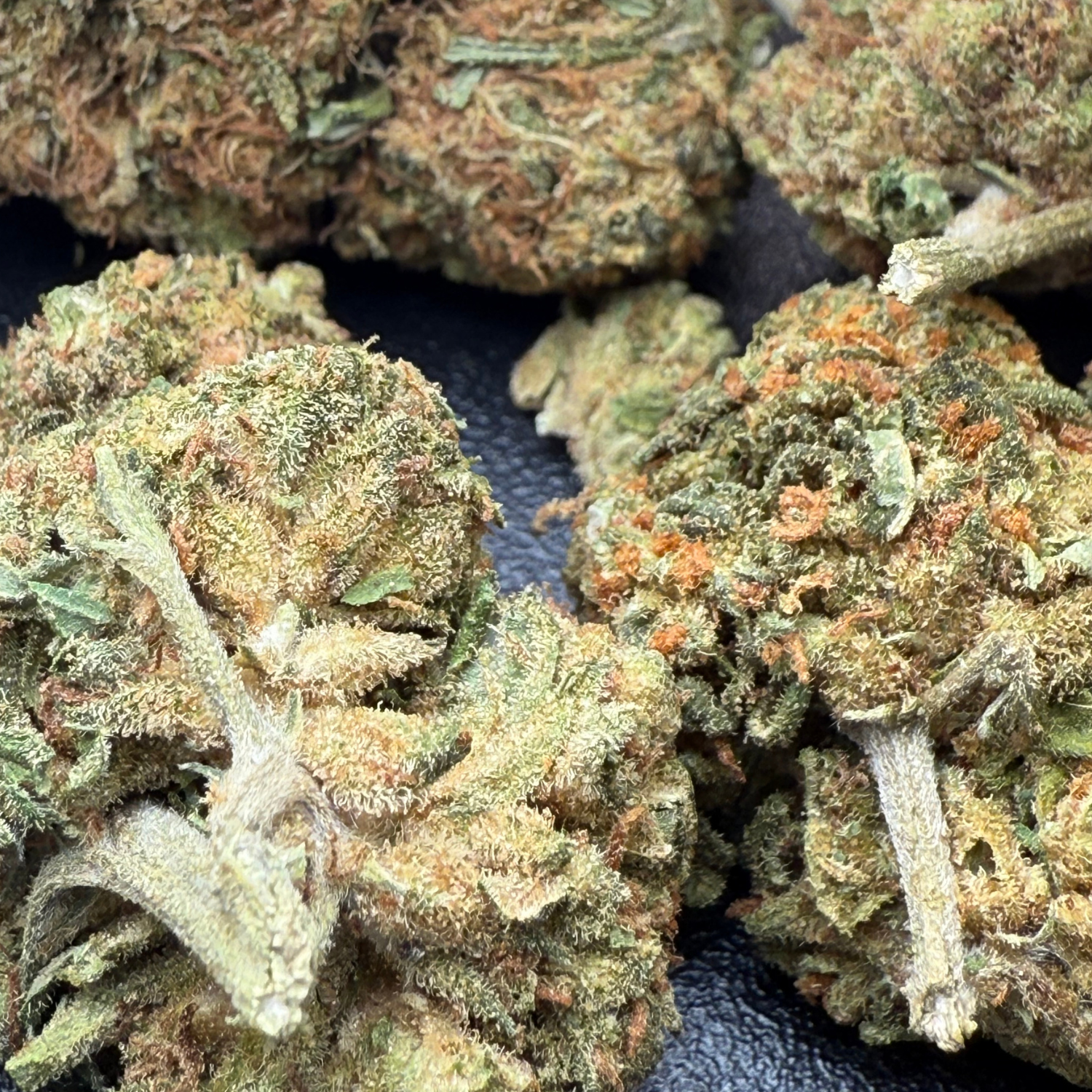 Critical Cheese Greenhouse Edición Mundialista