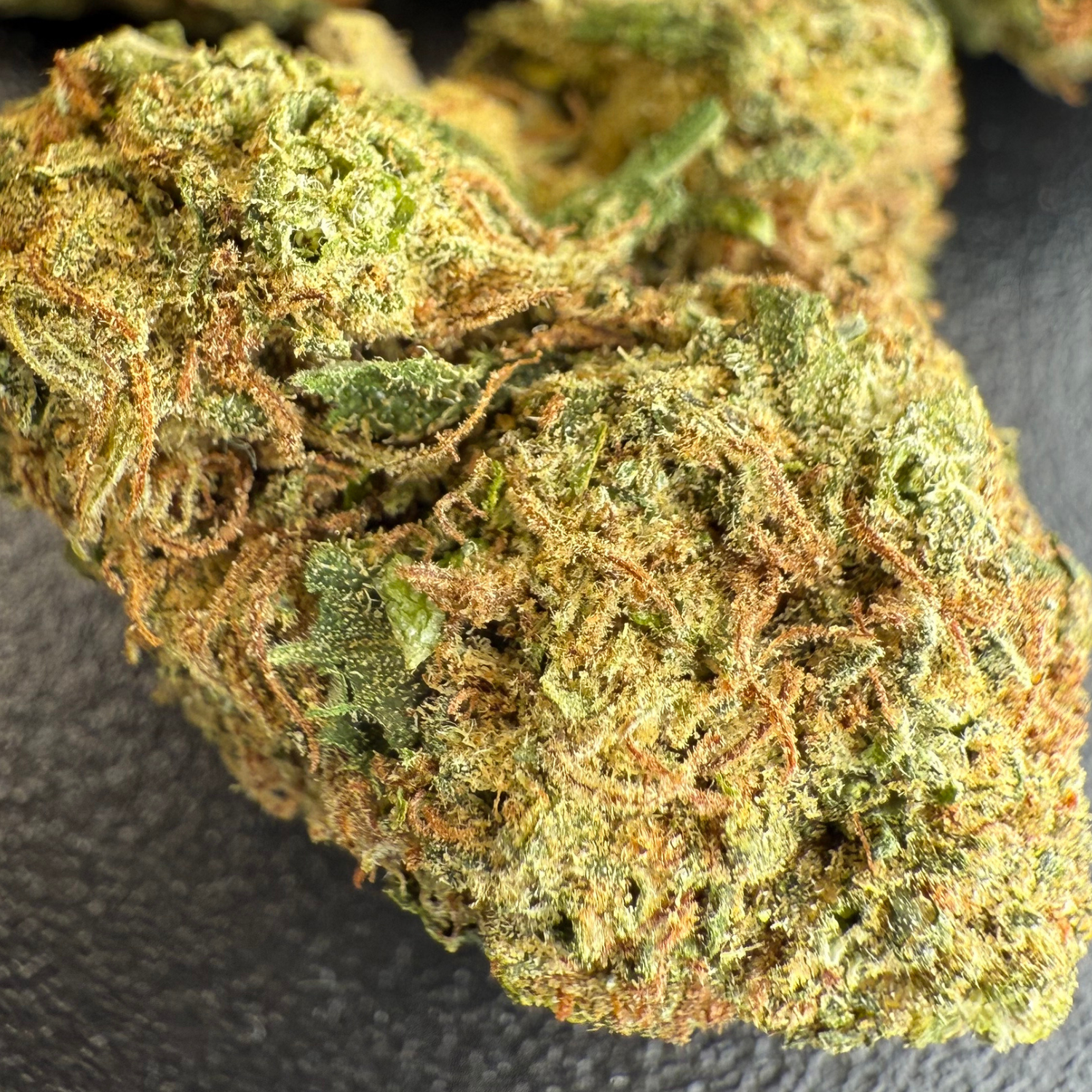Critical Cheese Greenhouse Edición Mundialista