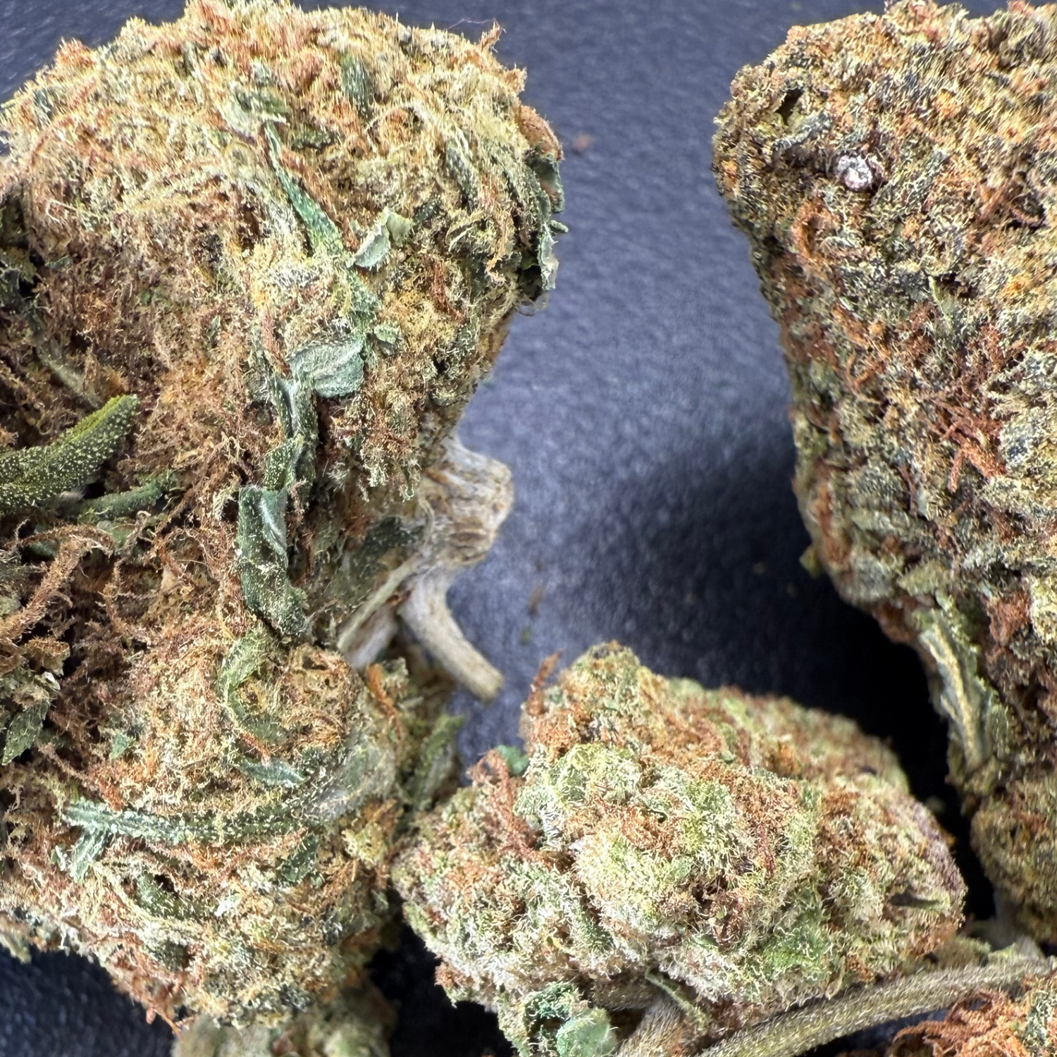 Critical Cheese Greenhouse Edición Mundialista